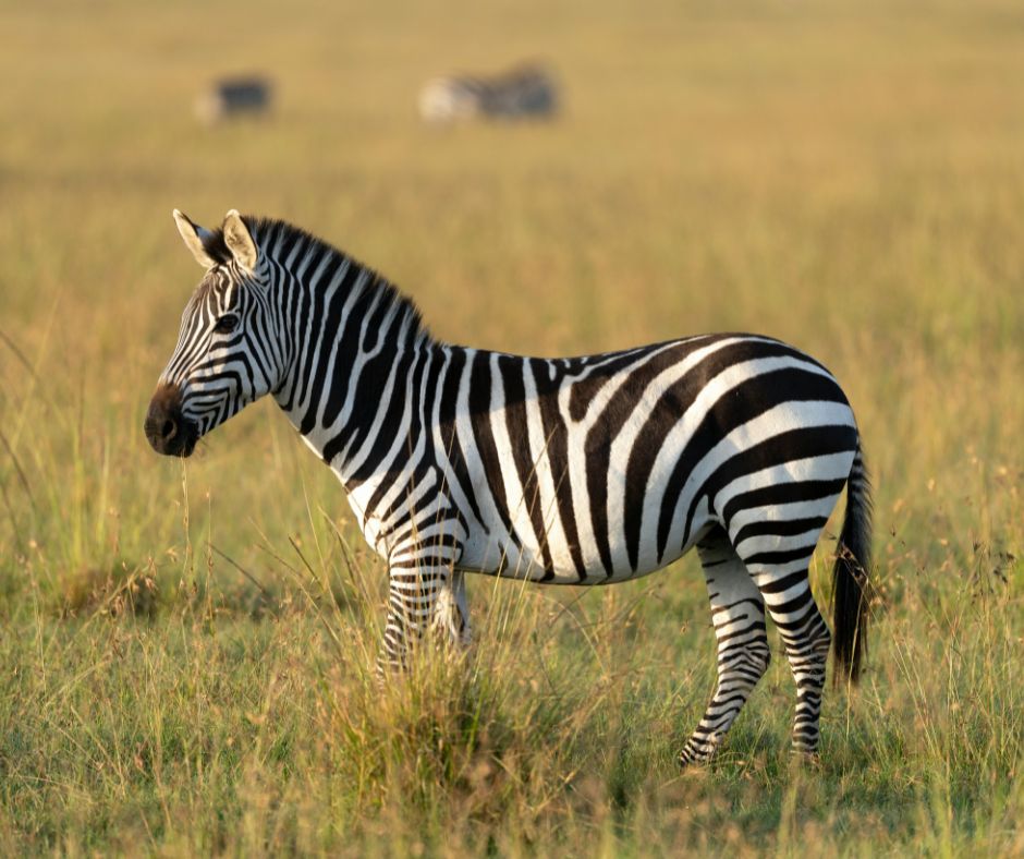When to Avoid Tanzania?