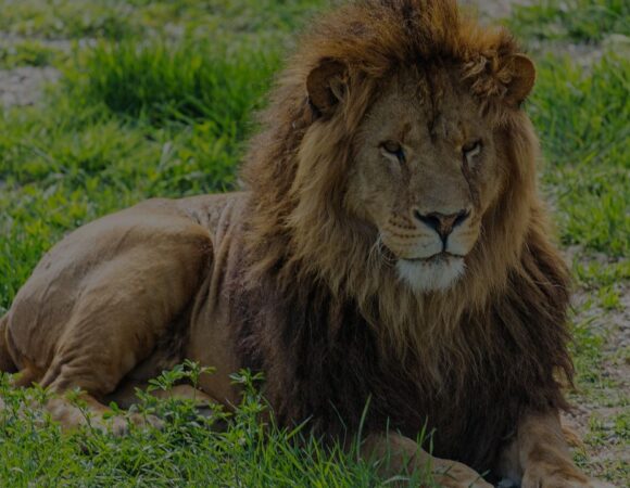 6-Day Highlights of Kenya & Tanzania