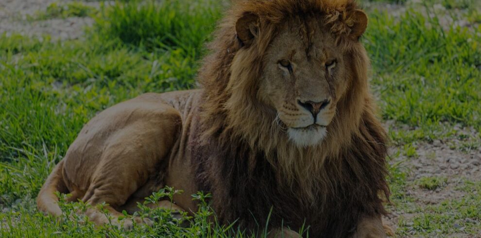 6-Day Highlights of Kenya & Tanzania