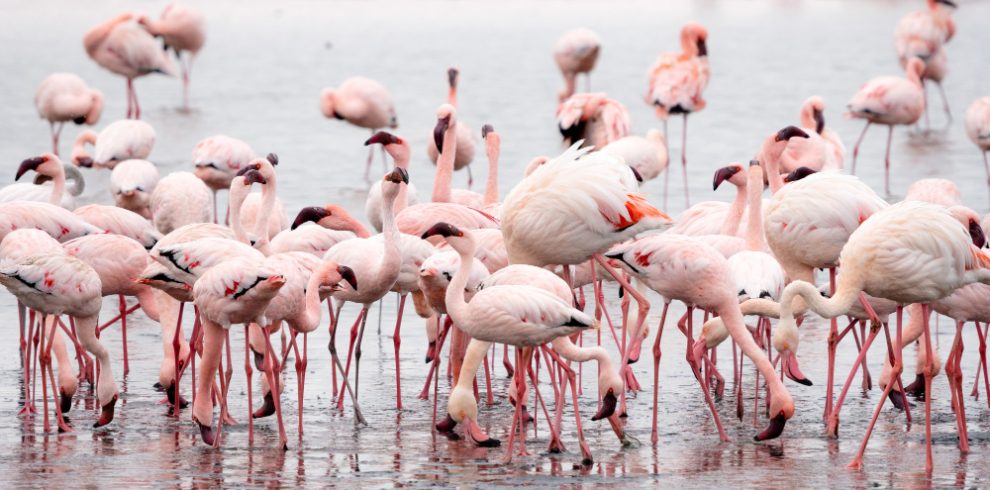 4-Day Masai Mara & Nakuru Exploration