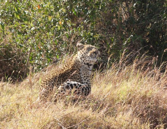 4 Days Safari in Serengeti, Ngorongoro, and Tarangire Park