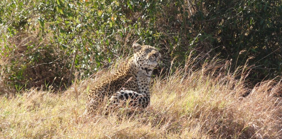 4 Days Safari in Serengeti, Ngorongoro, and Tarangire Park