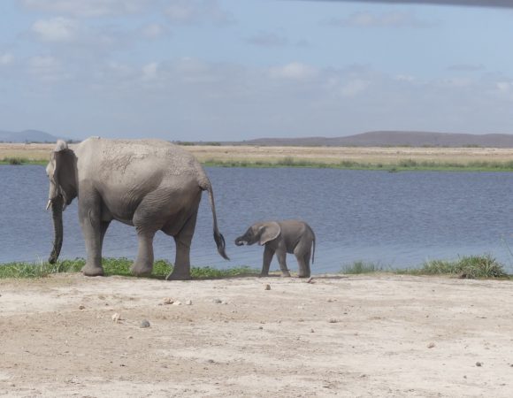 12-Day Best of Kenya and Tanzania Luxury Safari