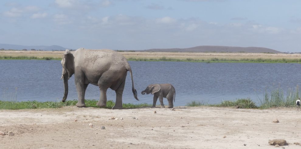 5-Day Ol Pejeta, Lake Nakuru & Masai Mara Wildlife Safari