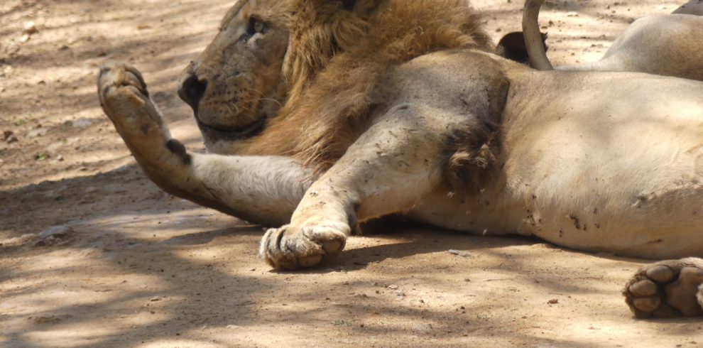 3-Day Private Affordable Safari – Serengeti & Ngorongoro