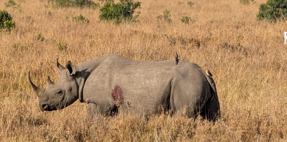 6-Day Kenyan Affordable Safari Package