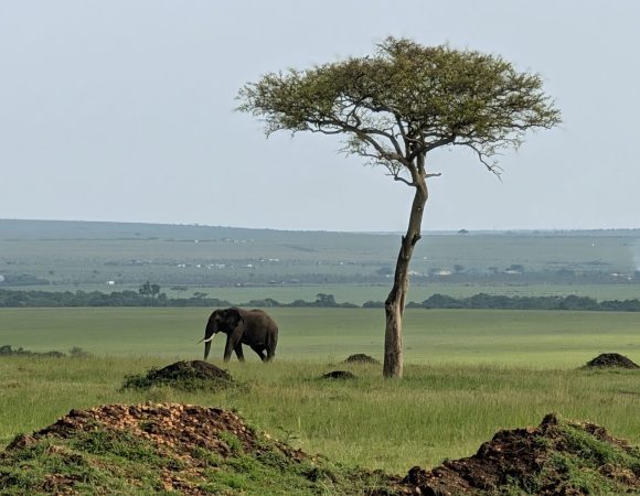 10 Days Kenya and Tanzania Combined Safari Tour