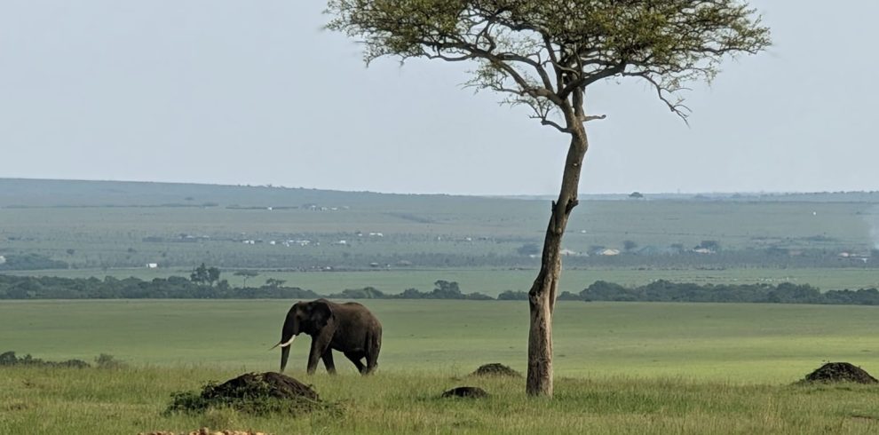 10 Days Kenya and Tanzania Combined Safari Tour