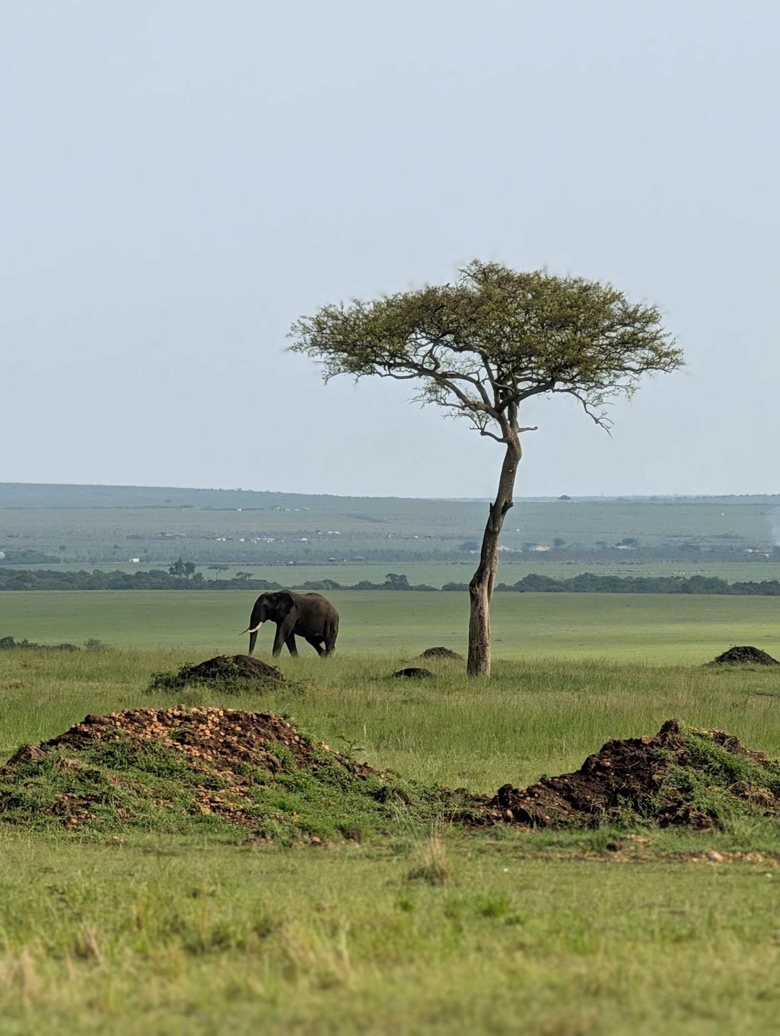 10 Days Kenya and Tanzania Combined Safari Tour