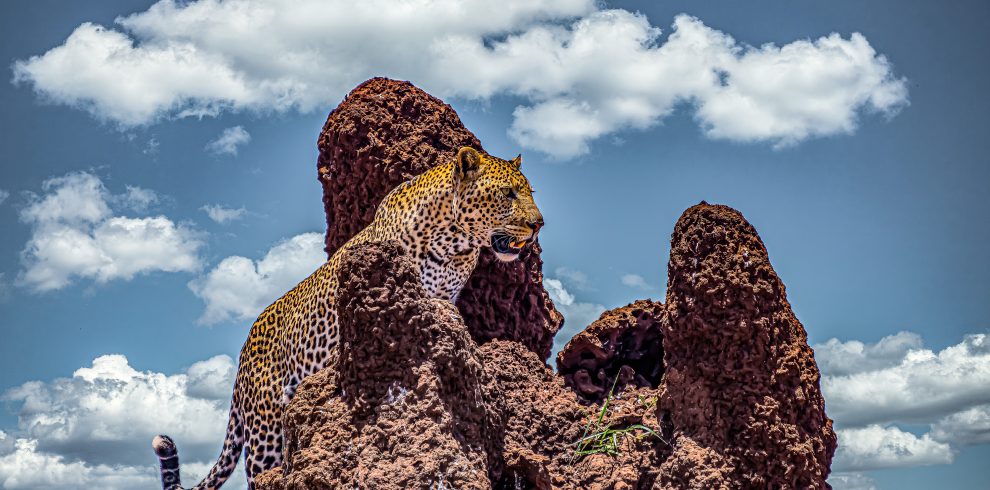 9-Day Amazing Wildlife Adventure and Beach Holiday