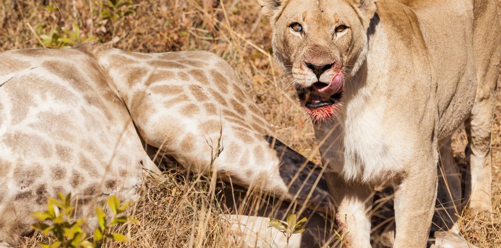 6-Day Safari Trip in Kenya