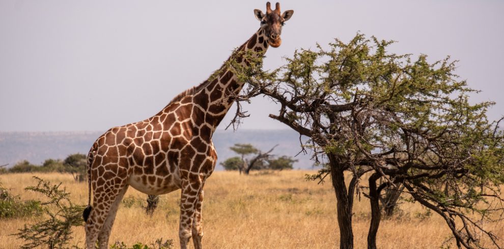 8-Day Wildebeest Migration Safari