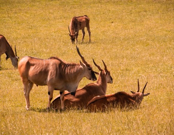 4-Day Taste of Kenya – Luxury