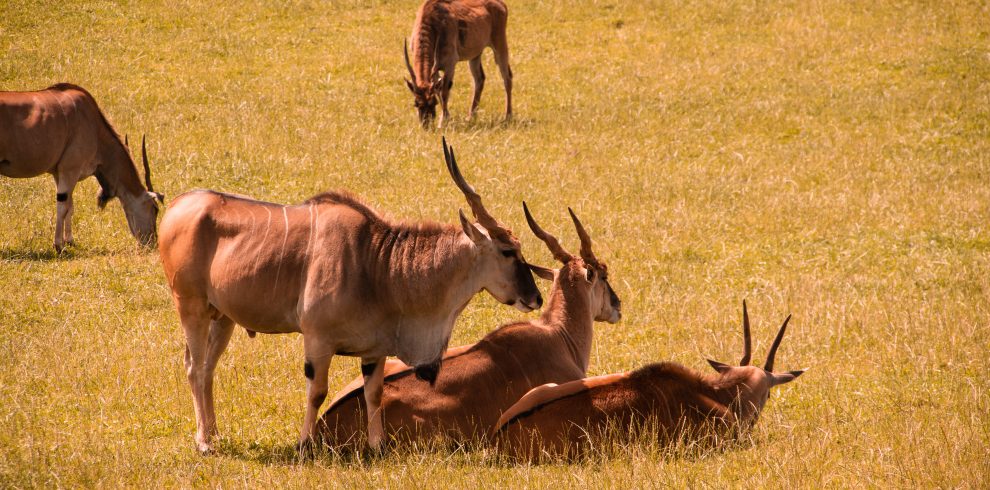 4-Day Taste of Kenya – Luxury