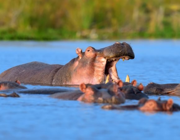 5-Day Private Kenya Wildlife Safari Tours