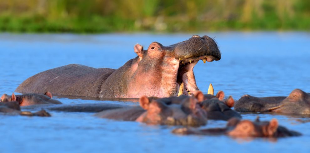 5-Day Private Kenya Wildlife Safari Tours