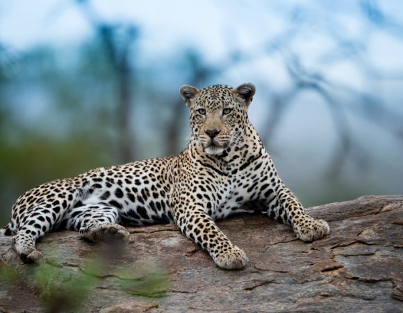 10-Day Kenya & Tanzania Wildlife Safari