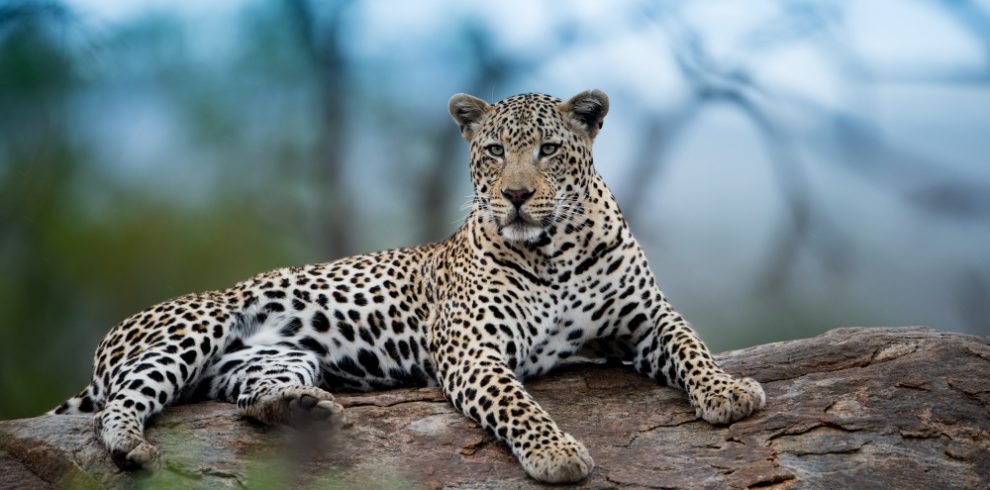 10-Day Kenya & Tanzania Wildlife Safari