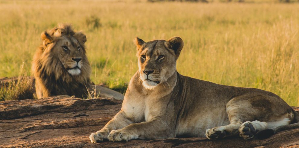 4-Day Masai Mara & Lake Naivasha Safari