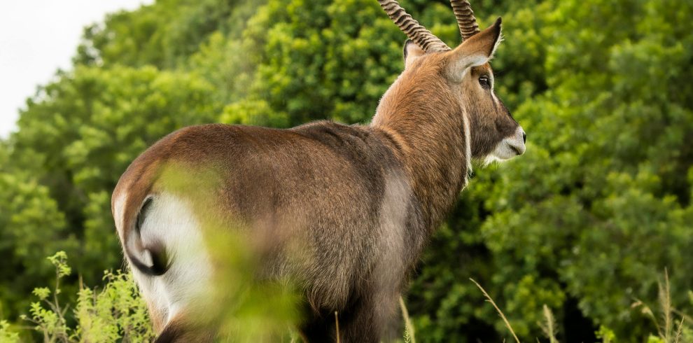 5-Day Lake Nakuru & Masai Mara Safari