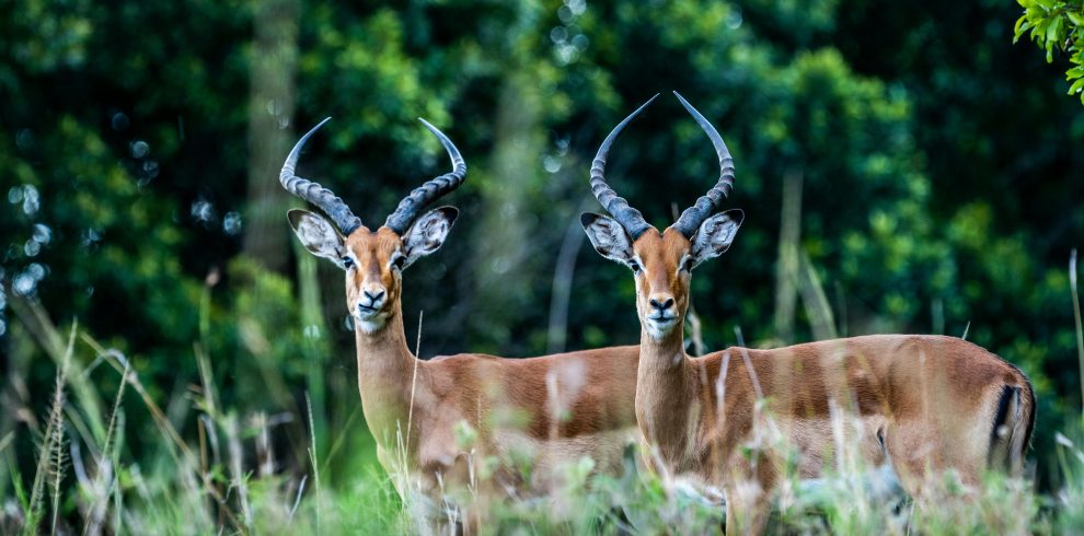 6-Day Whispers of the Wild