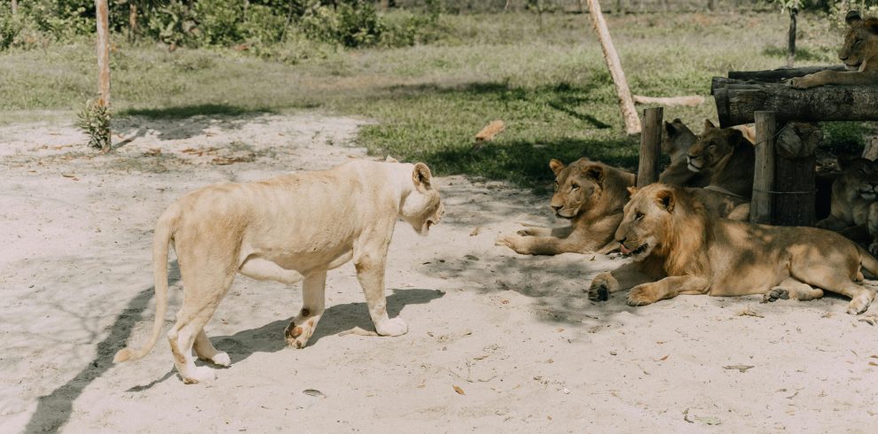 4-Day Affordable Kenya Safari Package