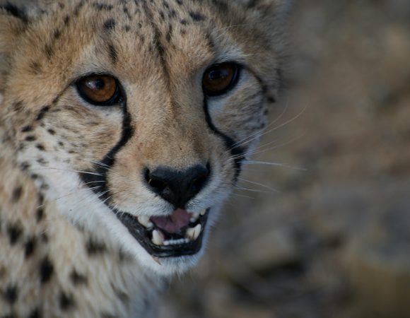 7-Day Safari + Sunset Walking on Crater Rim & Maasai