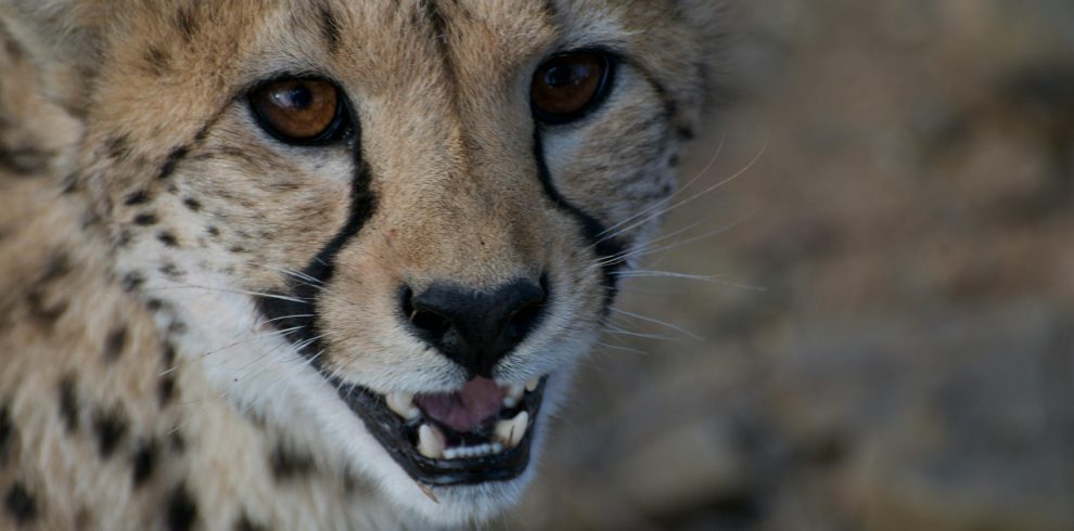 6-Day Luxury Wings over Kenya – Fly-in Safari Experience (2026)