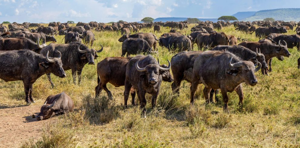 10-Day Horizons of Kenya – Fly-in Luxury Safari