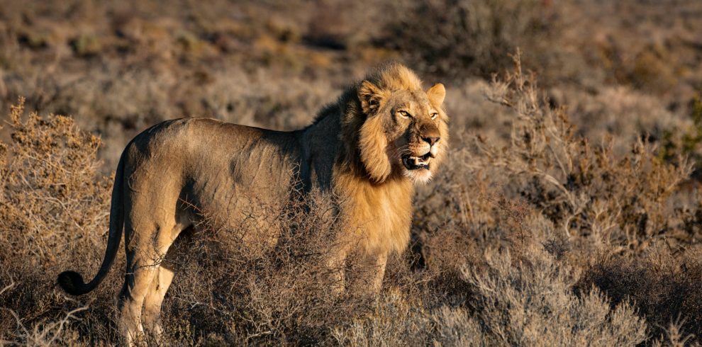 7-Day Luxury Safari in Kenya