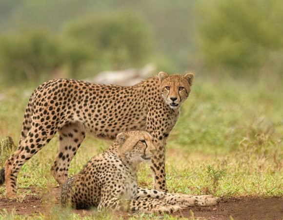 6-Day Classic Wildlife Experience