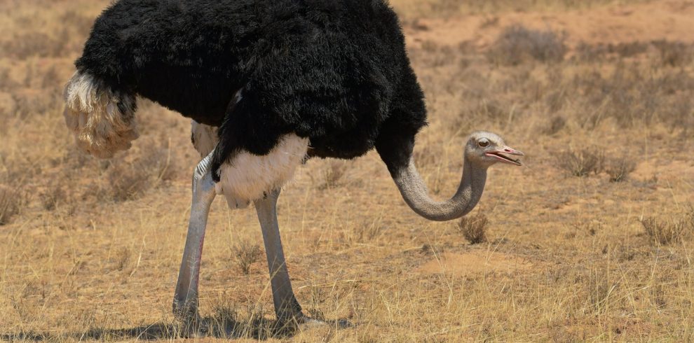 8-Day Samburu to Masai Mara Semi Luxury Safari