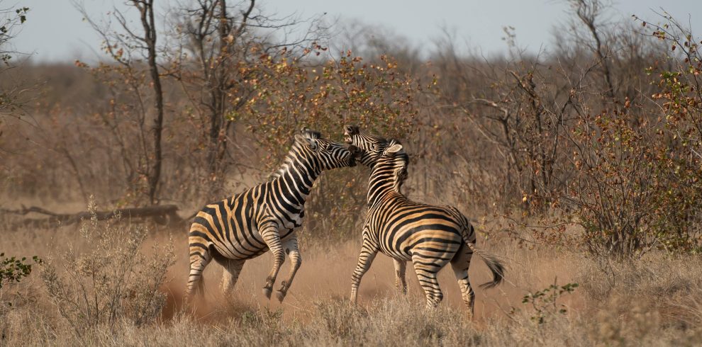 3-Day Fly-in Direct to Serengeti National Park