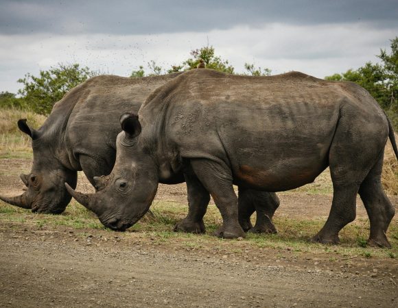 4-Day Samburu & Ol Pejeta Luxury Safari