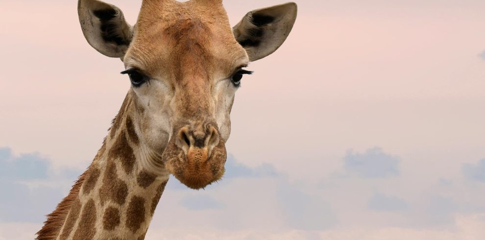 9 Days Ngorongoro, Tarangire, Ndutu, Kilimanjaro & Zanzibar