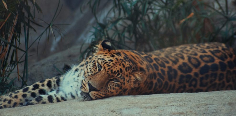 3 Days Tanzania Safari Trip from Zanzibar by Flight