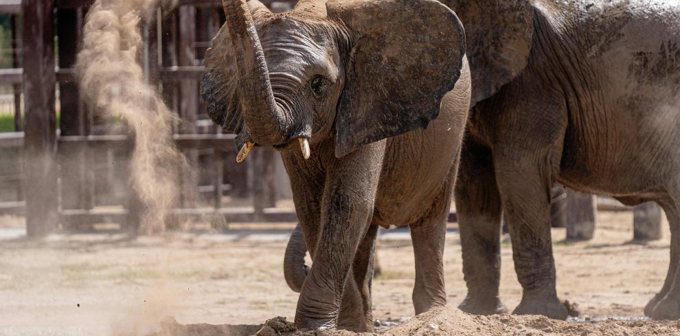 4-Day Fly-In Luxury & Exclusive African Safari Experience