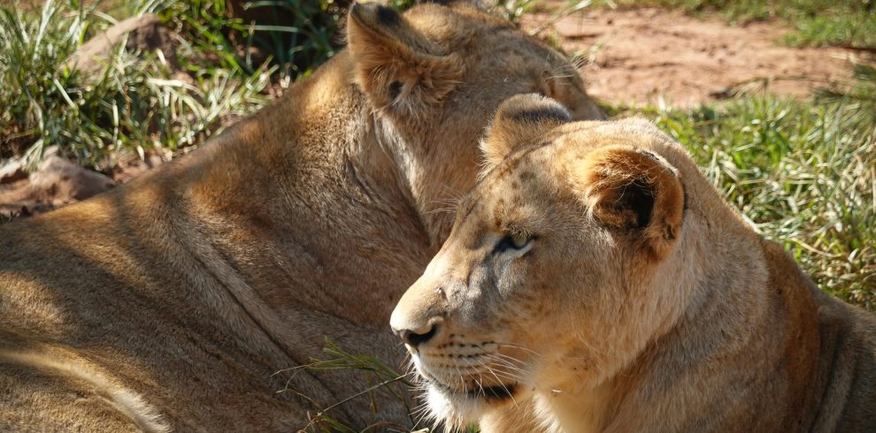 8-Day Kenya Bush and Beach Safari