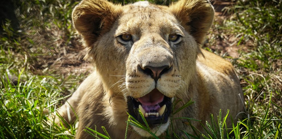 10-Day Exclusive Kenya Safari and Diani Beach Experience