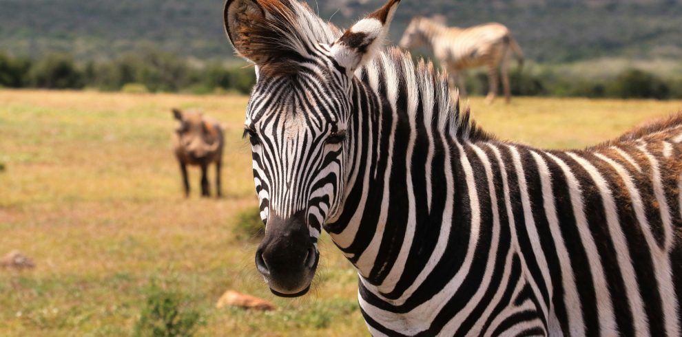 8-Day Kenya Tours and Safaris – Kenya & Tanzania Combo Safari