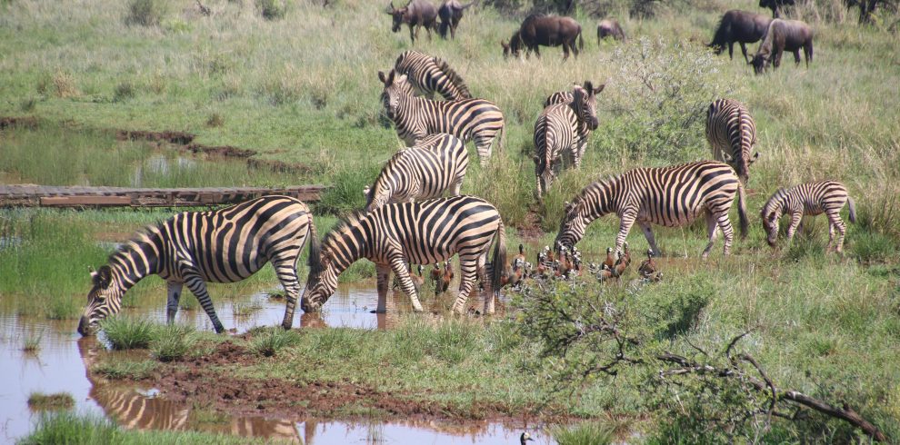 4-Day Masai Mara Migration Safari with Big Five