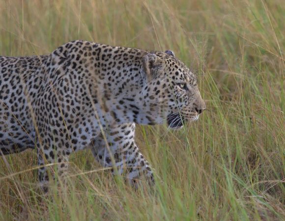 7-Day Luxury Black Rhino Tracking Safari