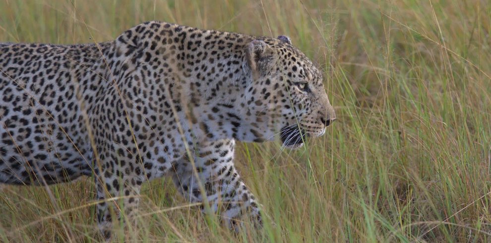 7-Day Luxury Black Rhino Tracking Safari