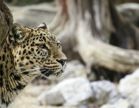 3-Day Mara Serena Safari