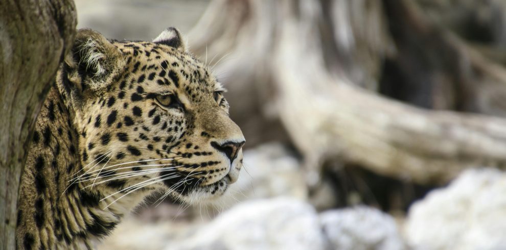 8-Day Amboseli, Tsavo West, Salt Lick & Diani Luxury Safari