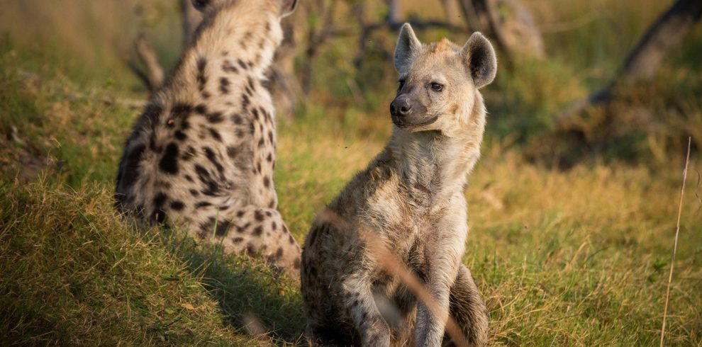 13-Day Kenya Safari & Beach Getaway