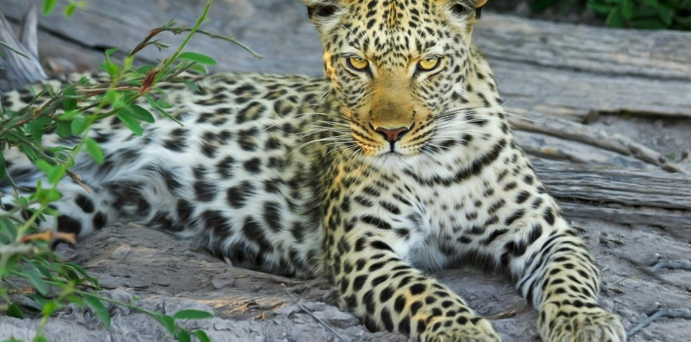 7-Day Tanzania Luxury + Premium Safari