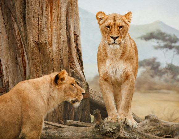 15-Day Kenya, Rwanda, Uganda & Tanzania Safari