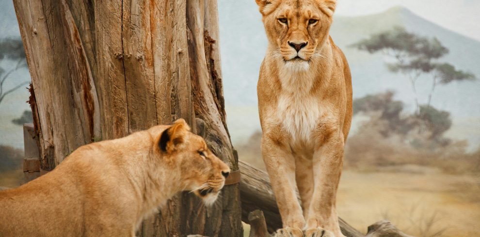 15-Day Kenya, Rwanda, Uganda & Tanzania Safari