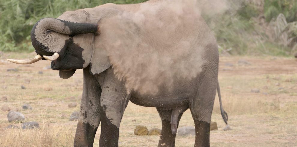 7 Days Kenya Premier Parks Luxury Safari